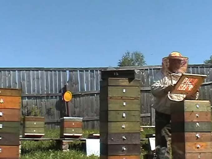 mit einem Bienenstock arbeiten