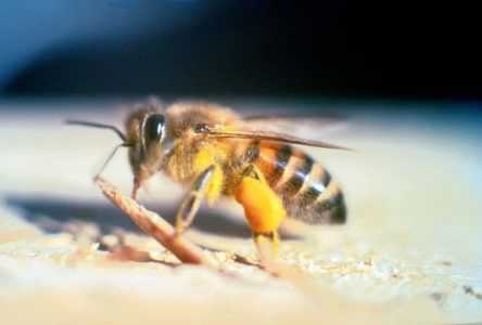 Afrikanische Killerbienen und warum sie gefährlich sind