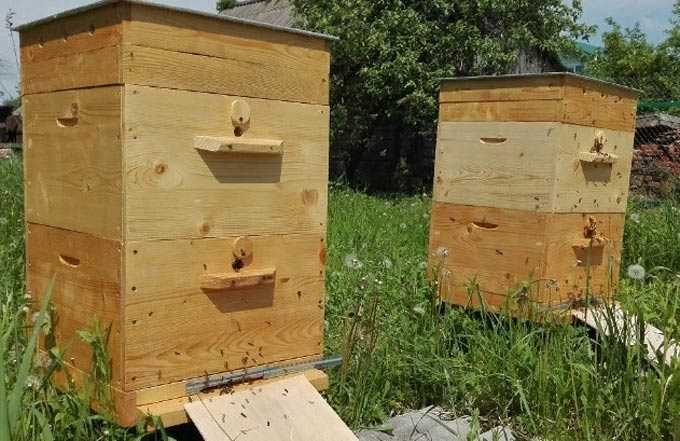 Die Technologie zur Schaffung von Honigfamilien