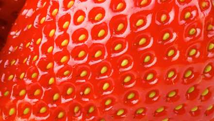Erdbeeren, Kalorien, Nutzen und Schaden, Nützliche Eigenschaften