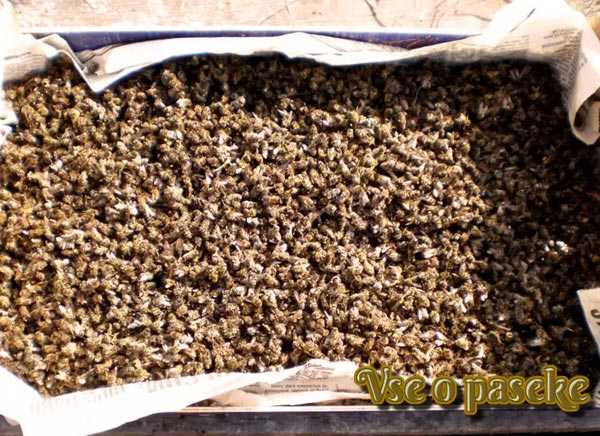 Merkmale der Behandlung mit Bienentot