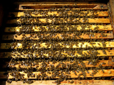 Möglichkeiten, Bienenköniginnen zurückzuziehen