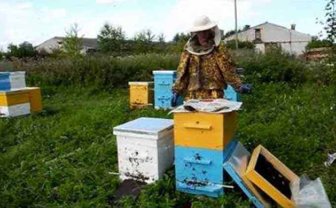 Neuordnung von Bienenstöcken in einem Bienenstand – warum und wie es gemacht wird
