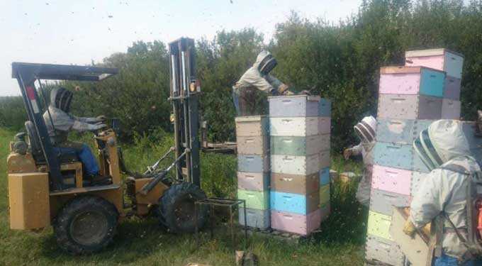 Platzierung von Bienenstöcken
