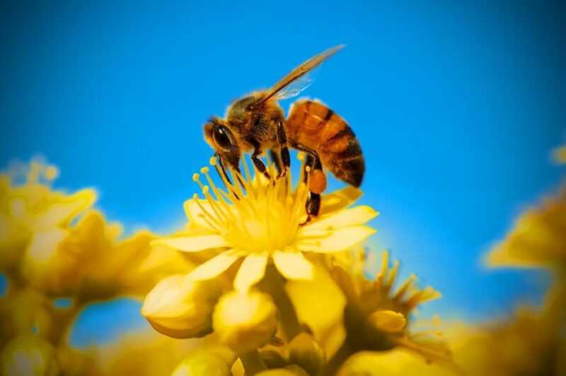 Was sind die Vorteile von Bienen?