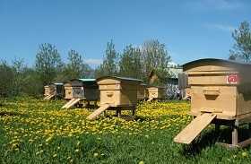 Wie züchtet man Bienen?