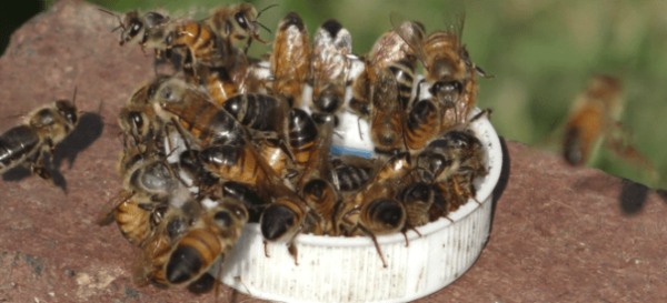 Wir führen ein Frühjahrsaudit bei Bienen durch