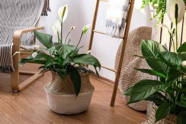 10 beste Zimmerpflanzen für Anfänger – Pflege G