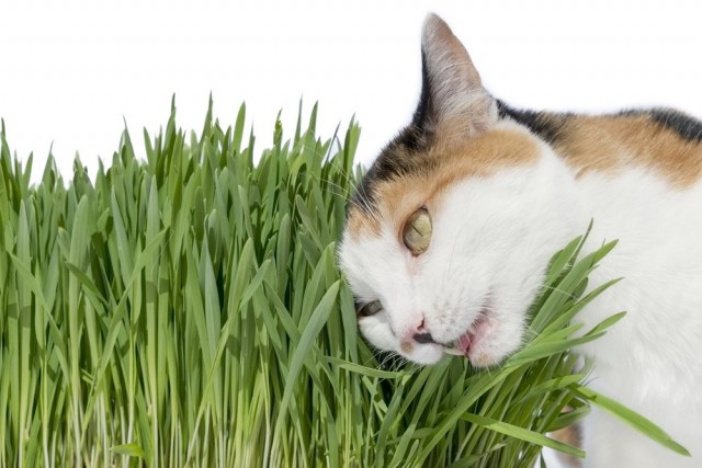 Junge Haferkeime, die Katzen gerne fressen, sind die beste Vorbeugung gegen das Fressen gefährlicher Pflanzen.