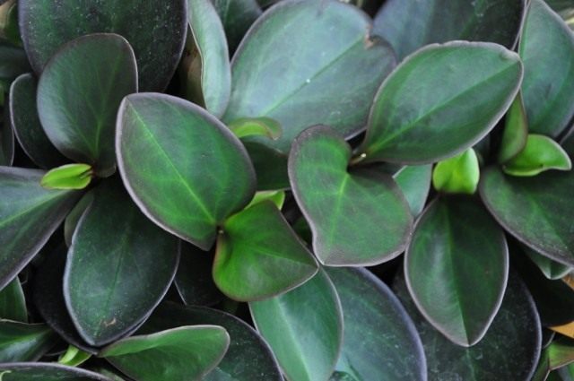 Peperomia clusiform 'Roter Rand'