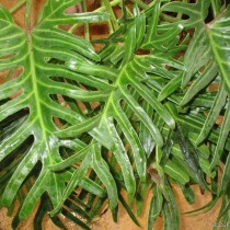 Ph.D. angustisectum. (Ph. Elegans) - Philodendron anmutig