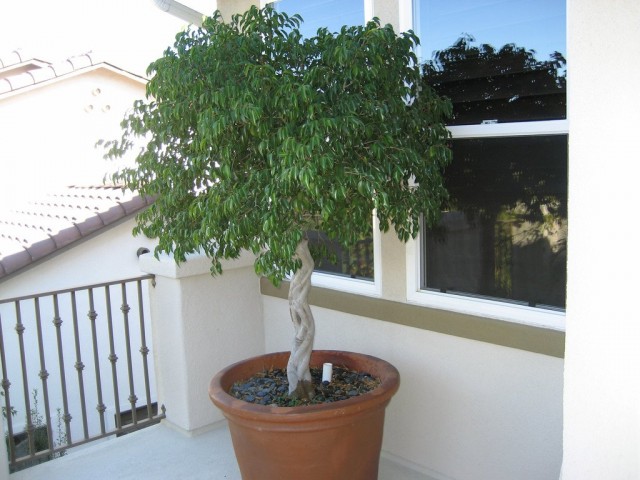 Ficus Benjamina bevorzugt mäßiges Gießen