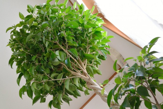 Ficus Benjamin ist eine unprätentiöse immergrüne Zimmerpflanze