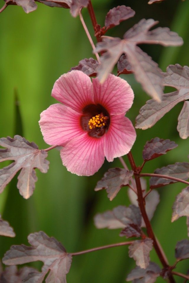 Hibiscus sabdariffa oder Rosella (Hibiscus sabdariffa)