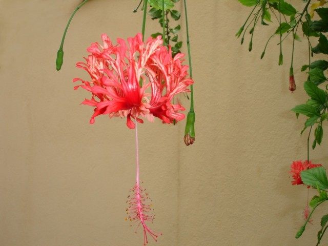 Hibiskus seziert (Hibiscus schizopetalus)