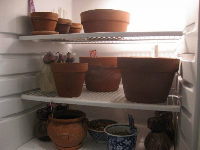 Behälter mit Zwiebeln zum Destillieren im Kühlschrank