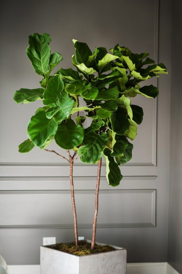 Ficus in einer schwach beleuchteten Ecke des Zimmers