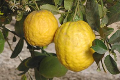 Korsische Zitrone