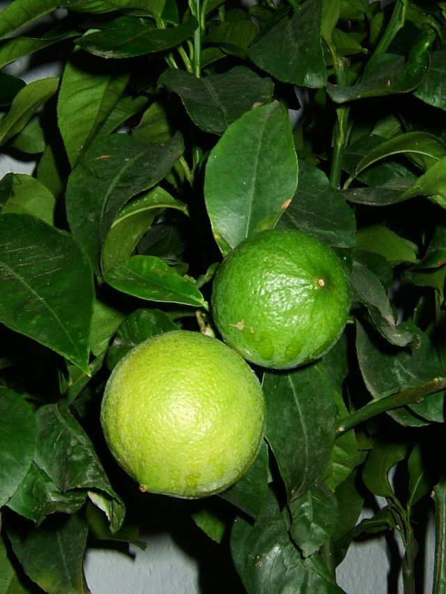 Bergamotte oder Orange-Bergamotte (Citrus bergamia)