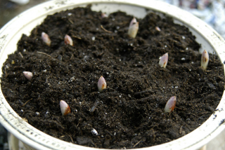 Maiglöckchen-Rhizome zum Treiben gepflanzt