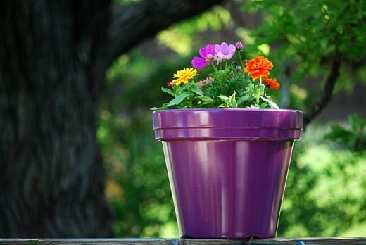 Pflanzen düngen - Indoor und Garten - Pflege