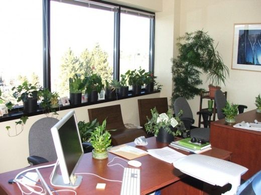 Pflanzen für Ihren Schreibtisch im Büro. Welche Art? Was werden sie los? Was werden sie geben? - Verlassen