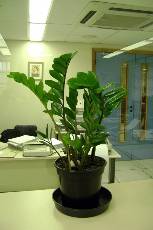 Pflanzen für Ihren Schreibtisch im Büro. Welche Art? Was werden sie los? Was werden sie geben? - Verlassen