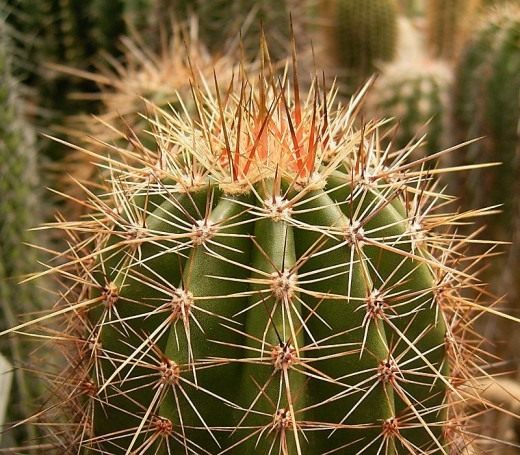 Der Saguaro-Kaktus ist ein lebendes Denkmal der Wüste. - Verlassen