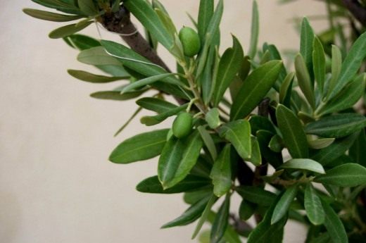 Vermehrung von Oliven - Pflege