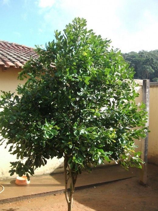 Macadamia-Baum - australische Walnuss oder Kindal (Macadamia)
