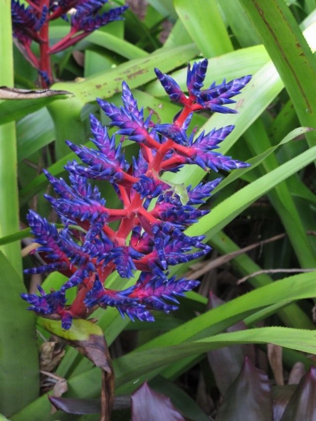 Ehmeya Blütenstände "Blue Tango"