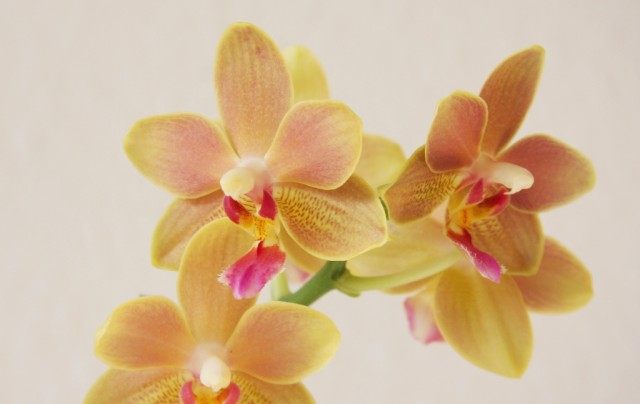 Phalaenopsis-Orchidee Tzu Chiang Balm