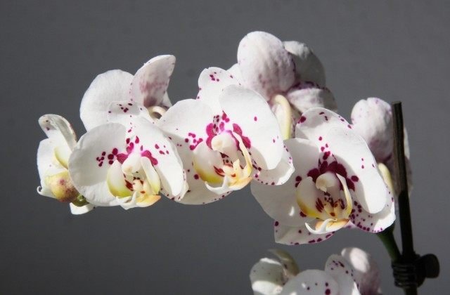 Phalaenopsis Orchidee Hybride weiß gefleckt