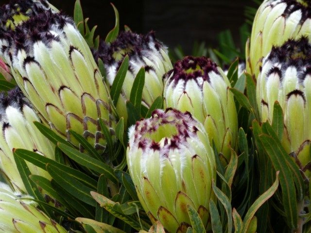 Protea-Blumen