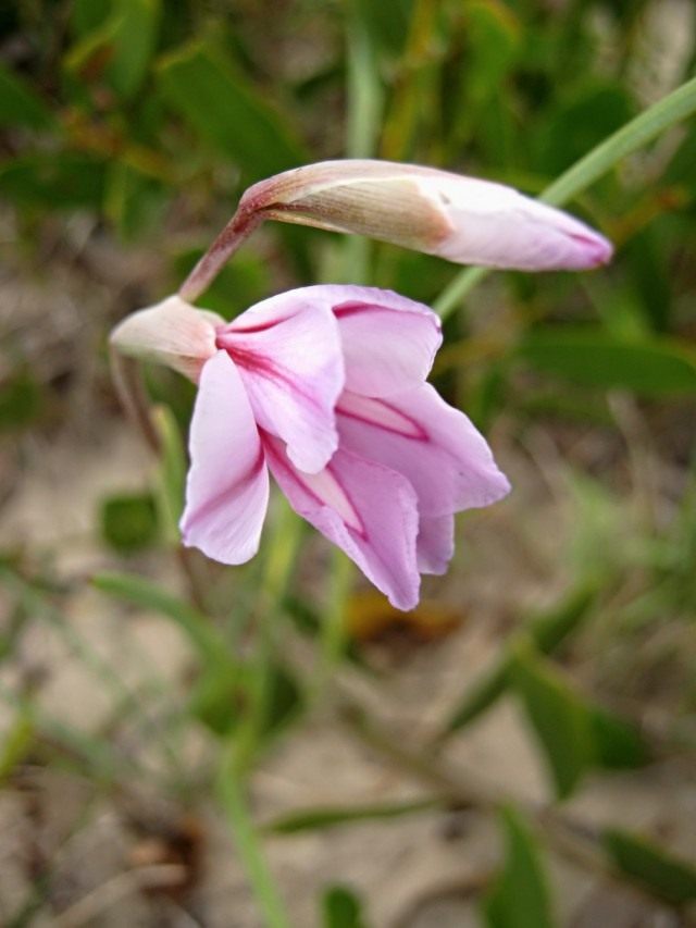 Acidanthera brevicollis gehört jetzt zur Art Gladiolus gueinzii