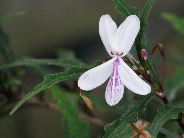 Pseudoerantemum longifolium (Pseuderantemum longifolium)
