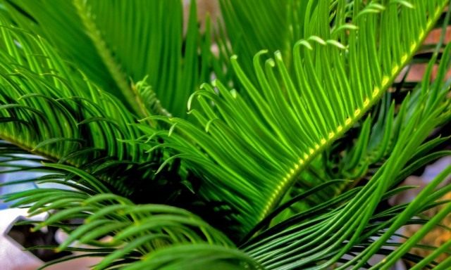 Palmfarn hängend (Cycas revoluta)