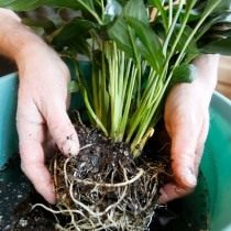 Wir waschen die Wurzeln der umgepflanzten Pflanze