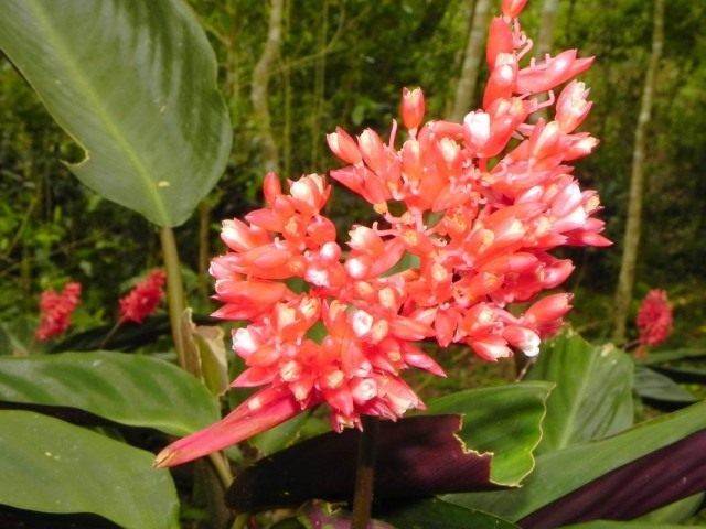 Blütenstände von blutrotem Stromanthe oder Stromanthe Thalia