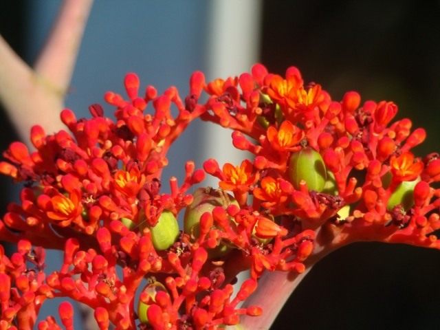Blütenstände von gichtischer Jatropha