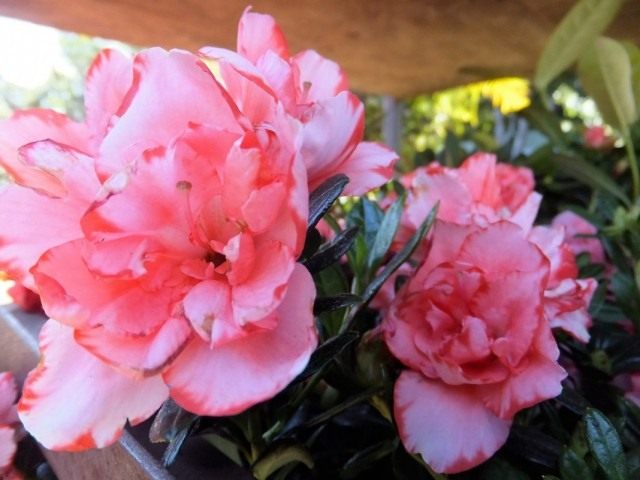 Rhododendron oder Azalee