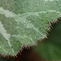 Weidensaxifraga (Saxifraga stolonifera)