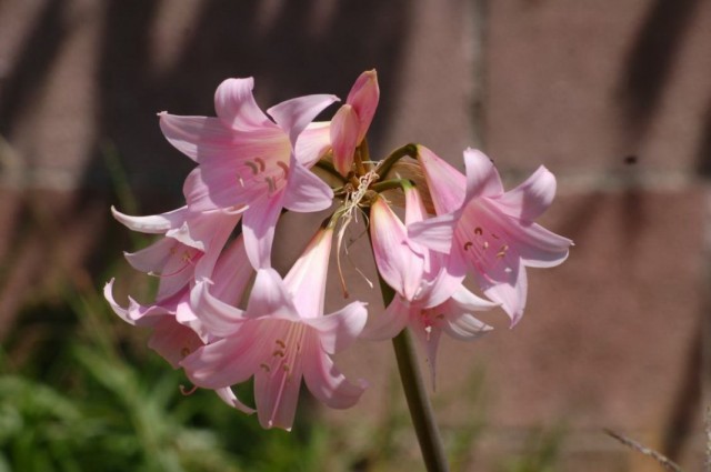 Amaryllis belladonna oder Amaryllis belladonna