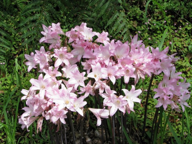 Amaryllis belladonna oder Amaryllis belladonna