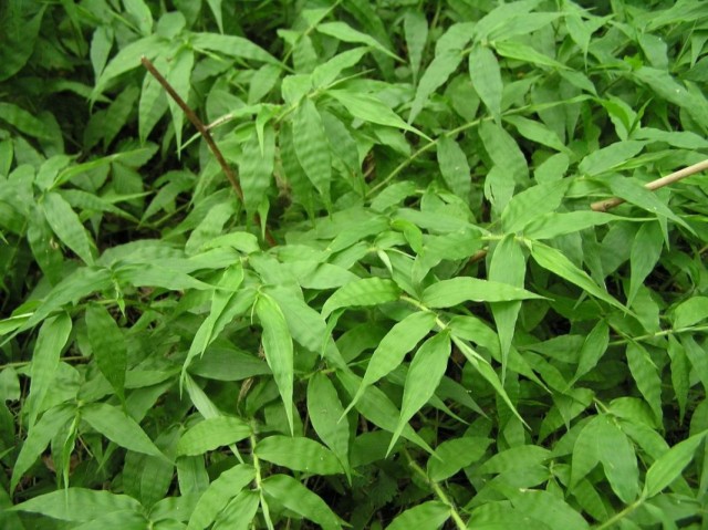 Ostjanka oder kurzhaarige Oplismenüs mit einfachen Blättern