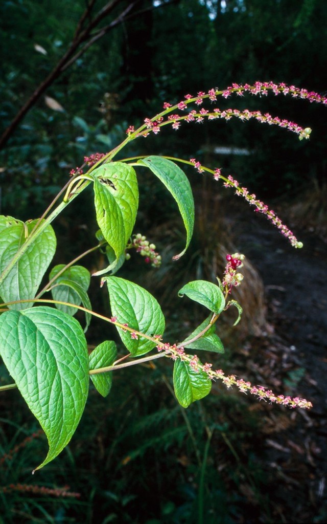 Deeringia amaranthoides oder Deeringia baccata
