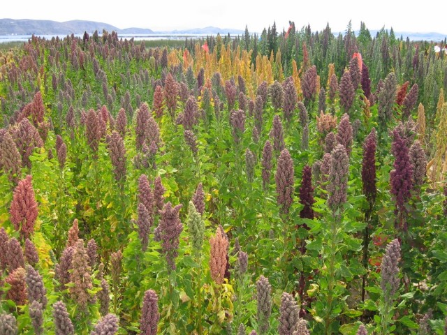 Quinoa-Plantage