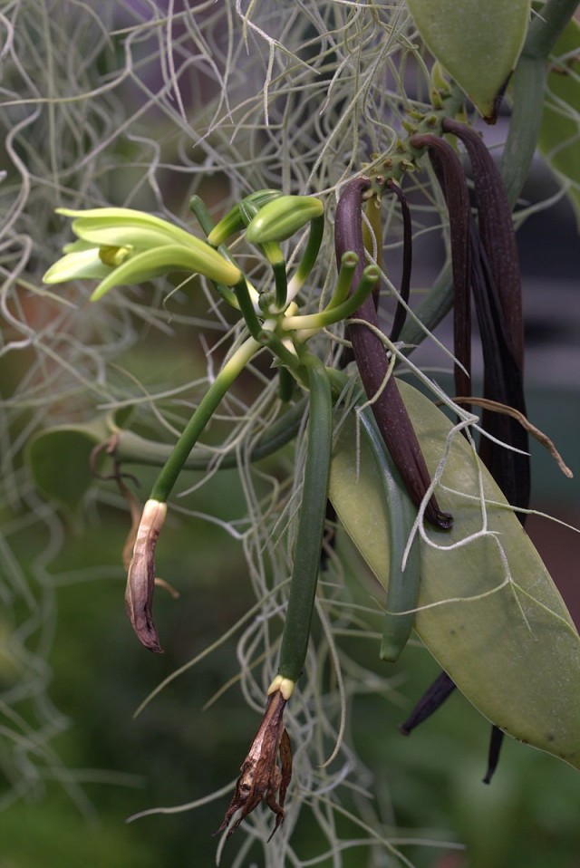 Vanilleorchidee: Blüte, grüne und getrocknete Schoten