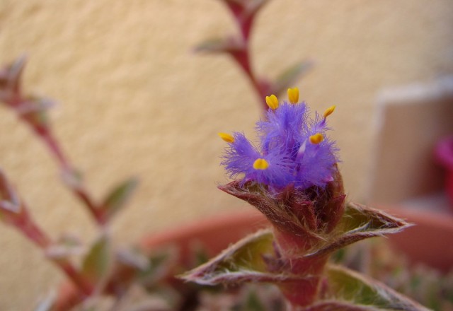 Cyanotis-Blume