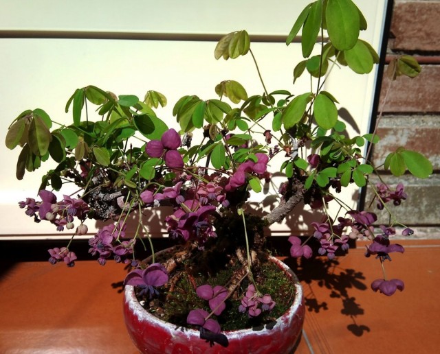 Acebias können verwendet werden, um Bonsai zu formen